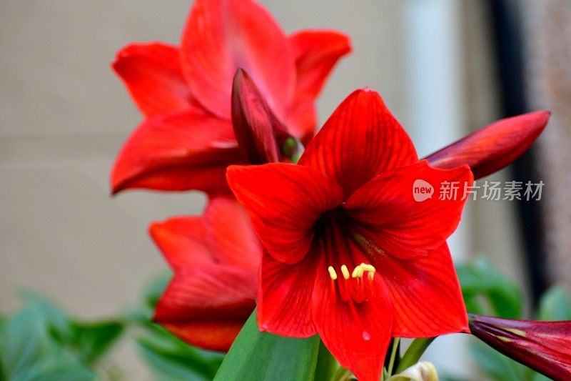 Hippeastrum /孤挺花